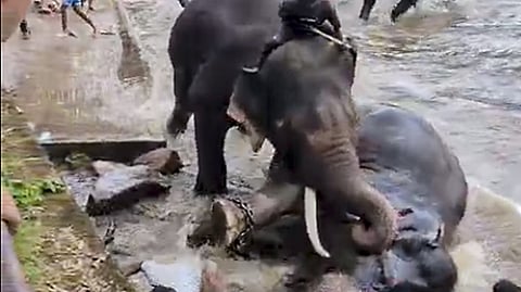 Elephants fighting during a bathing session at the Dubare Elephant Camp where a woman tourist was recently killed