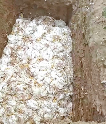 The dead birds being buried