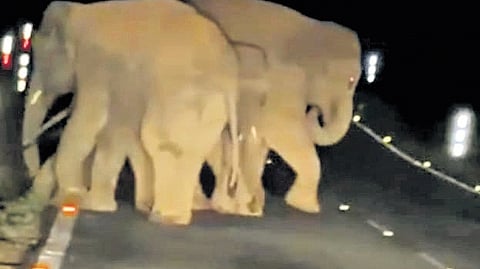 Motorists stopped their vehicles as the animals remained on the road, leading to jam stretching about one kilometre on both sides of ghat section.