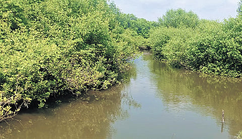 Mangrove forest encroached in West Godavari