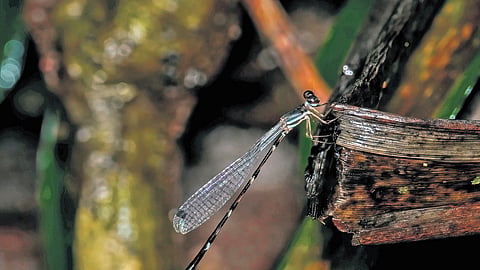 Sooryaprakasha (female)