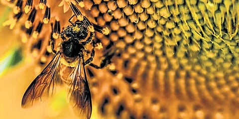 The honey collected from Pakshipathalam, an extraordinary thick, intensely flavoured one, yielding barely 150 kilograms in a good year but carrying every drop of the biodiversity of the place it comes from.