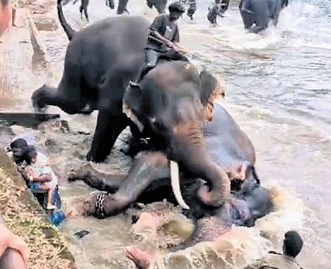 Dubare jumbo death sparks urgent call to revamp rules