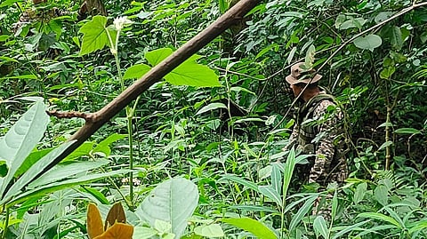 Security forces combing through interior hill terrains of the Kangpokpi district.