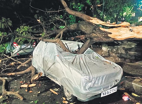 A tree uprooted and fell on a car during the rain spell at Mahalaxmi Layout on Thursday. Another car was damaged in a tree fall at at Indiranagar 16th Cross.
