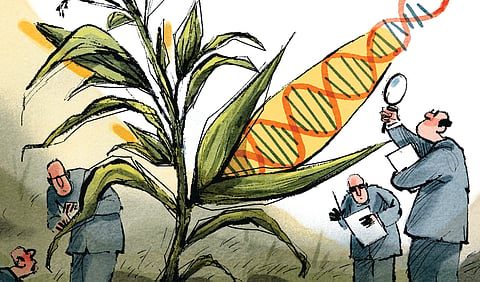 Bio-fortification has emerged as an important intervention to boost the nutrient content of crops
