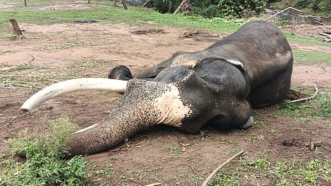 Cheran (40), a captive elephant attached to the Theppakadu elephant camp in Mudumalai Tiger Reserve (MTR), died on Wednesday morning. 