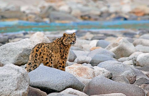 Snow Leopard