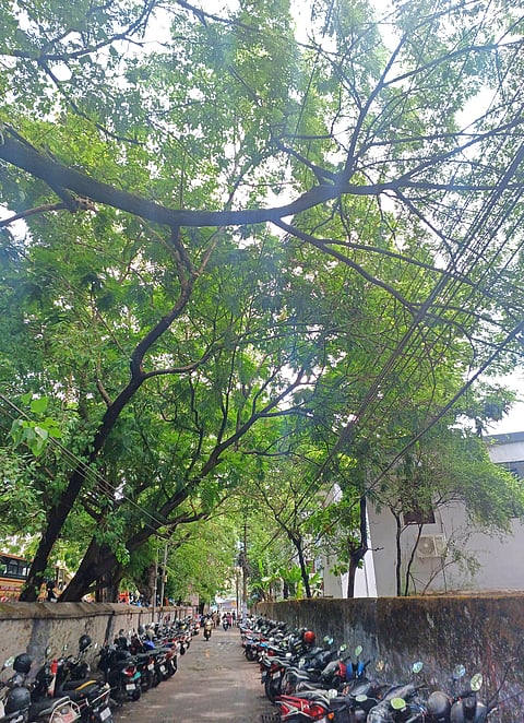 A city of trees under pressure as monsoon damage and cutting collide