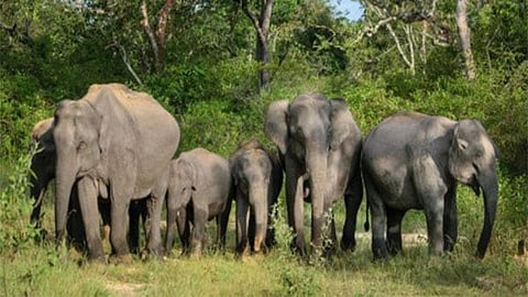 Last year, CM Mohan Charan Majhi had asked forest authorities to promote paddy cultivation inside forests to curb rising man-elephant conflict.