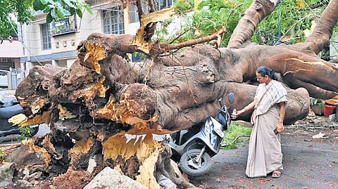 A massive tree, which uprooted and fell on a two-wheeler during the rain in Vyalikaval on Thursday night, is yet to be cleared by the GBA as of Friday.