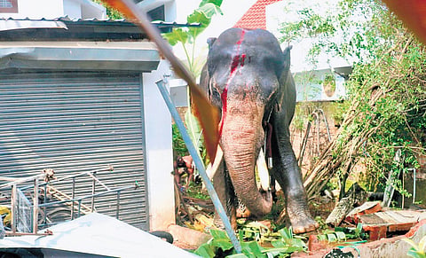 Shivam Lakshmi Ayyappan, the tusker that ran amok in Thrissur on Saturday