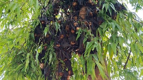 The relentless heat has also severely affected agriculture in the region, with seasonal vegetable crops completely withered and scorched under the sun.