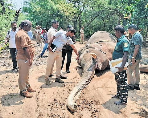 Elephant was nicknamed ‘Chillikomban’ as its tusks resembled green chillies 