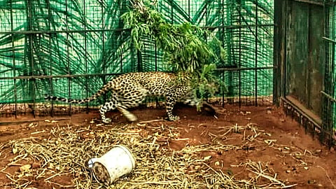 The officials confirmed that the leopard was trapped in a cage installed in a strategic position.