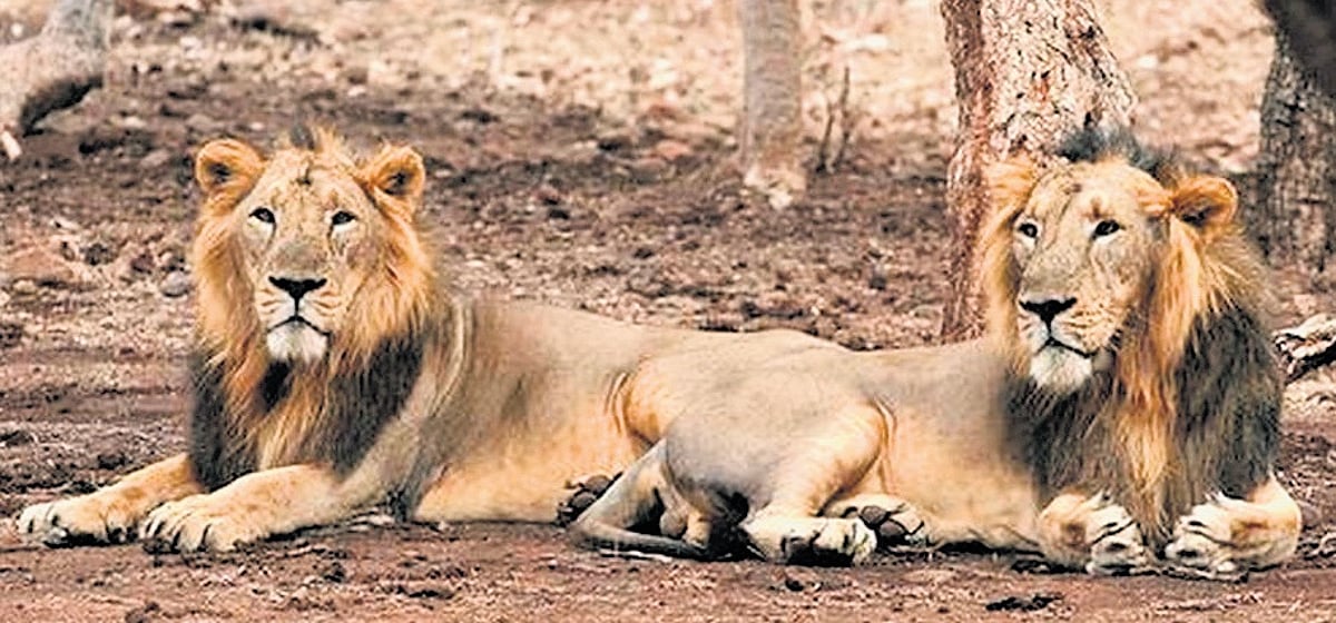 Gujarat loses 62 lions in 2026 to disease, cubs most affected
