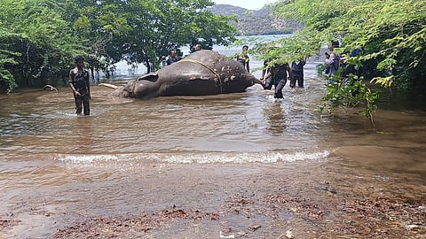 The 40-year-old wild elephant’s carcass was retrieved on Sunday morning after being carried along the 49-km canal to Thirumurthy Dam.