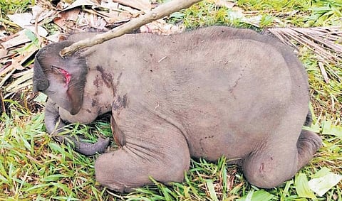 The carcass of a one-year-old elephant calf in Aranthodu village of Sullia taluk on Tuesday