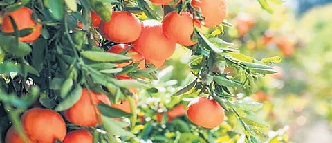 Orange varieties are grown on six of the 23 acres set aside for fruits and vegetables. 