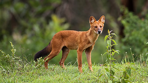 Dholes (Asiatic wild dogs) 