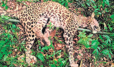 The seven-year-old male leopard was found dead on Section 17 land at Silver Cloud Estate in the Gudalur Forest Range | Express