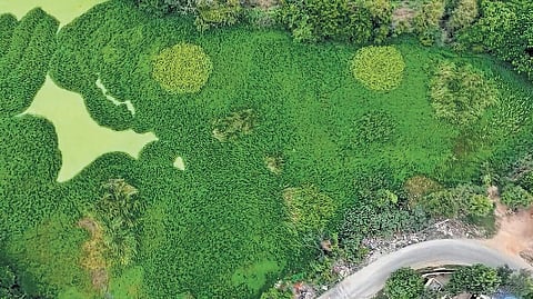 Krishna Sagara Lake before restoration.