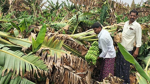 Banana and mango plantations bore the brunt of the heavy winds, prompting desperate calls from local farmers for immediate government inspection and financial compensation.
