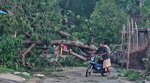 A tree uprooted by the norwester blocks a road in Bonai on Thursday.