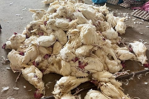 Poultry farmers across the state have already incurred Rs 50 crore in losses due to climate stress, doubling operational costs, and skyrocketing feed prices.