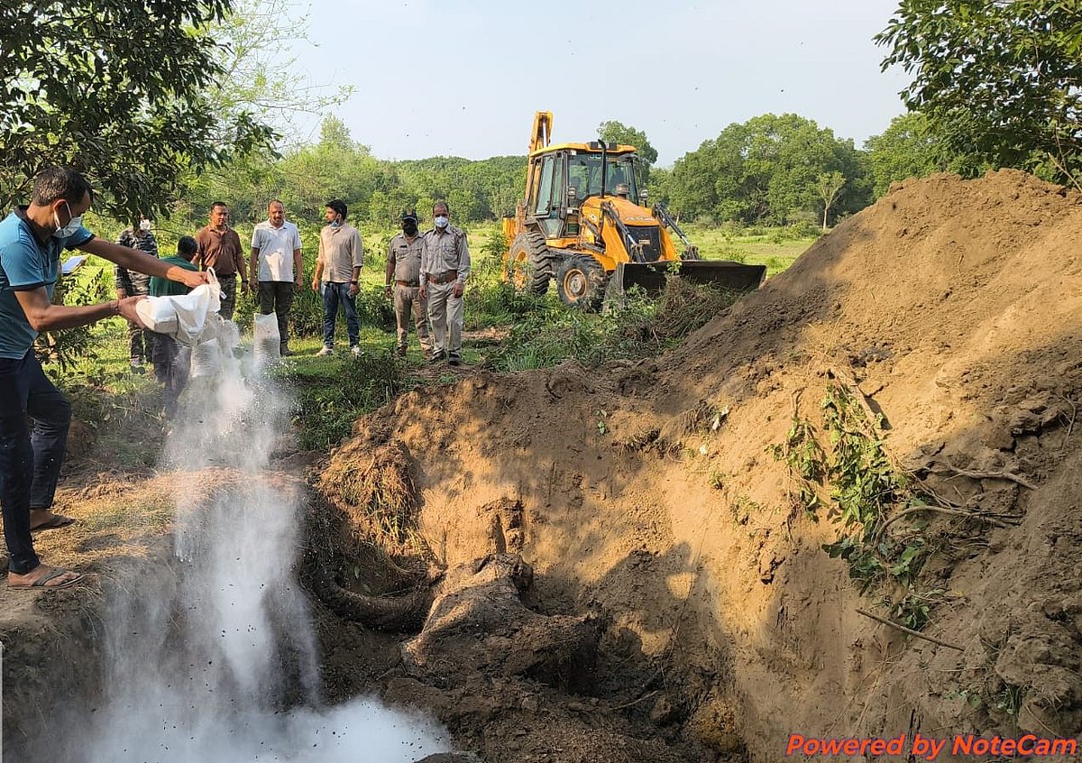 Tiger cub, elephant found dead in Uttarakhand forests