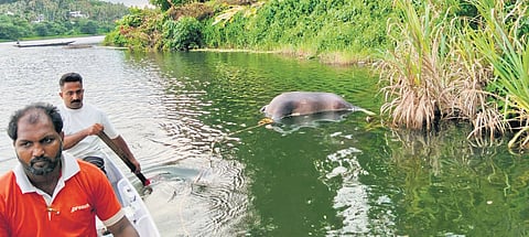 The buffalo carcass being taken out from the Chaliyar river