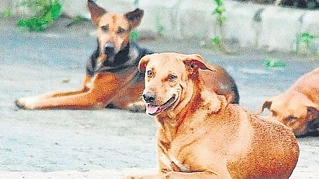 The commissioner emphasised the need to take action in accordance with regulations and send stray dogs that pose a threat to the people to shelters.