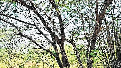 A prosopis juliflora tree, locally known as Seemai Karuvelam 