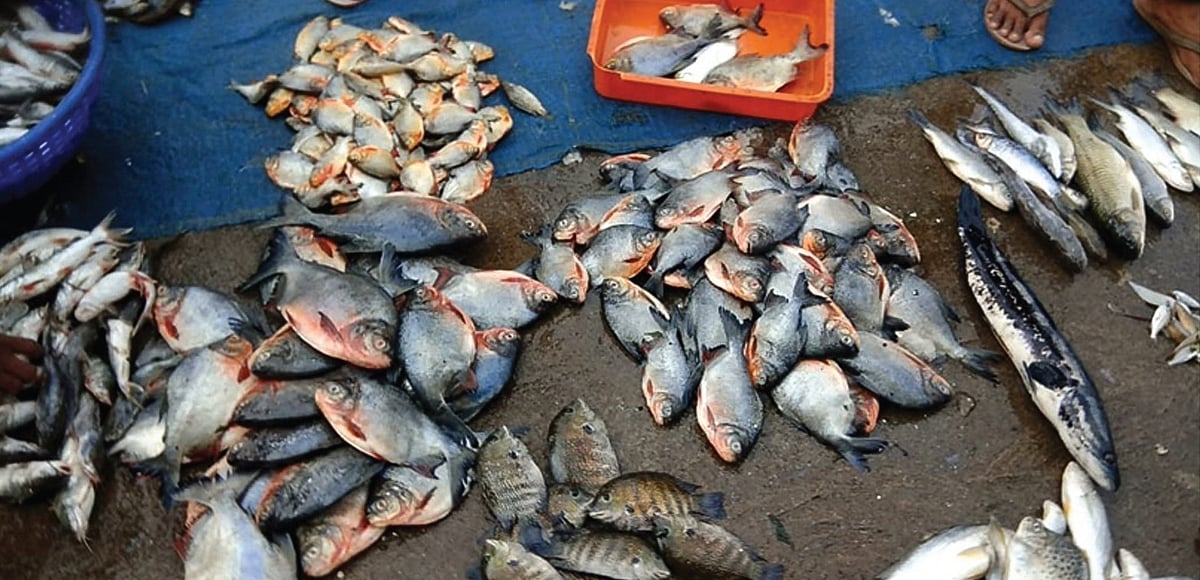 Invasive fish species threaten native biodiversity in Vembanad lake