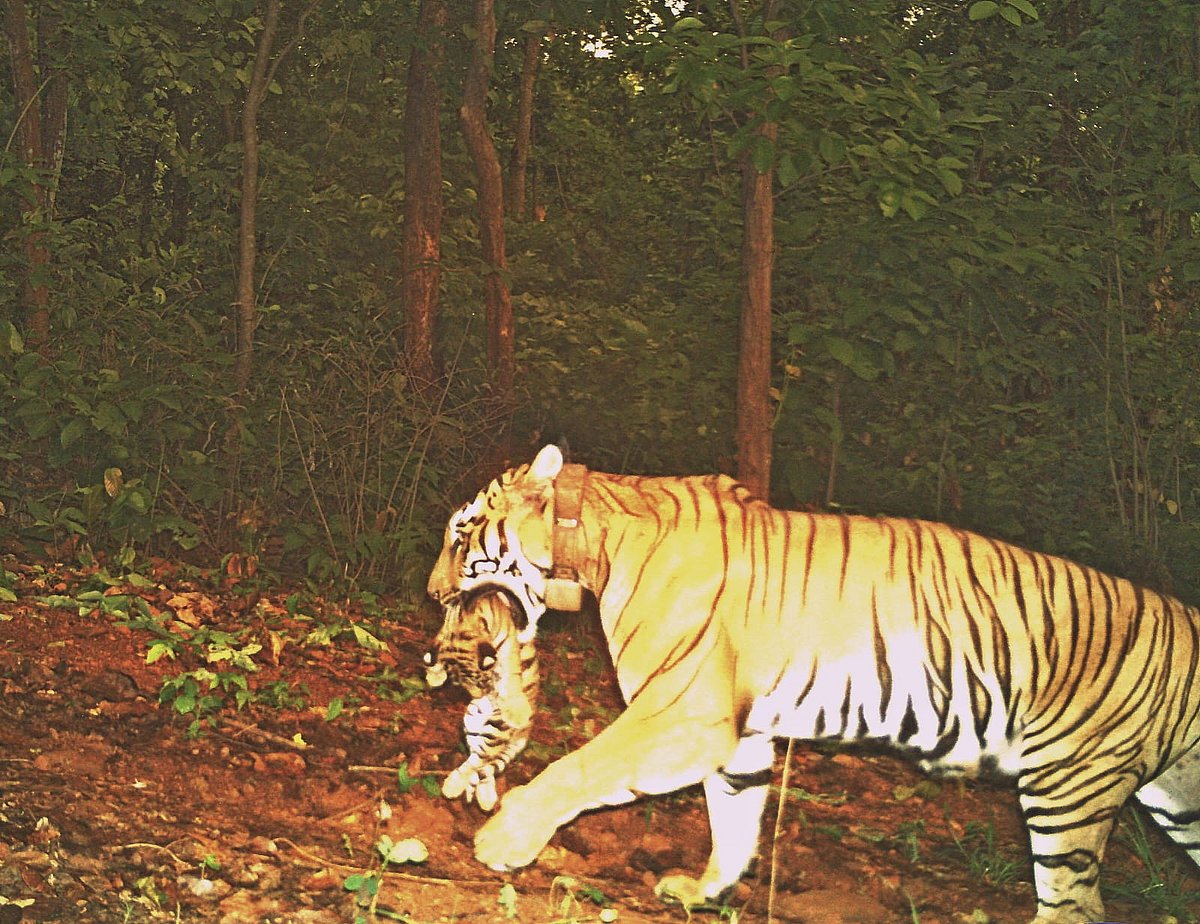 Translocation success for Odisha's Similipal as tigress Zeenat delivers four cubs