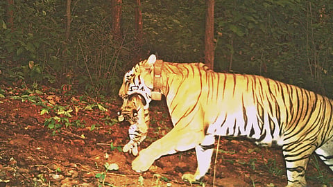 CM said the Forest department has put special measures in place to ensure the safety of the mother and her cubs.