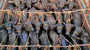 Image of cattle.