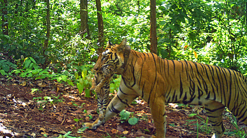 The cubs are believed to be about three weeks old. 