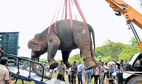 The elephant being shifted to the specialised vehicle after its tranquilisation in Angul on Wednesday 