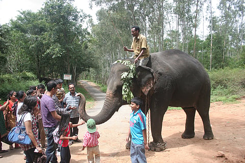 When elephants attack humans, beatings and other punishments can follow, which only make the animals more frustrated and upset.