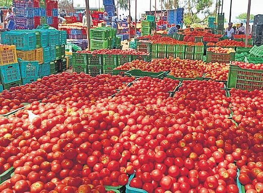 Tomato by-products units planned in Andhra Pradesh's Annamayya to turn gluts into golden gains