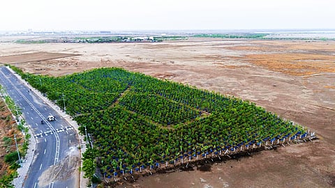 High soil salinity, intense solar radiation, low organic carbon content and months of waterlogging have historically made vegetation growth extremely difficult.