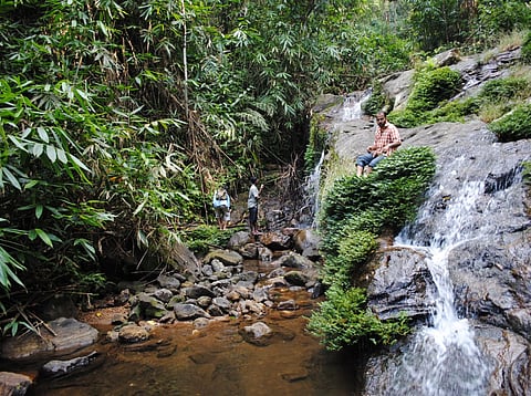 The quest that revealed a new tree species in the Western Ghats