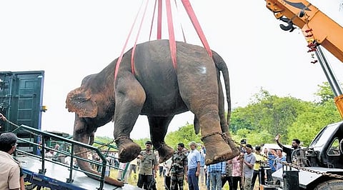 The elephant being shifted to the specialised vehicle after its tranquilisation in Angul on Wednesday