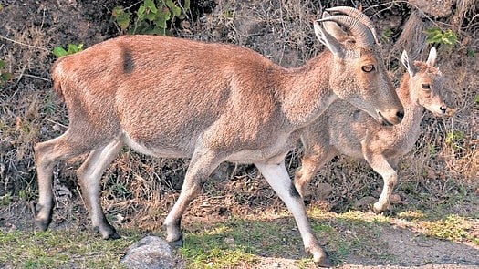 Tamil Nadu’s Nilgiri tahr population up 4.6 per cent from 2025