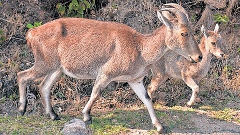 A mother tahr and a young calf grazing through the Eravikulam National Park in Idukki.