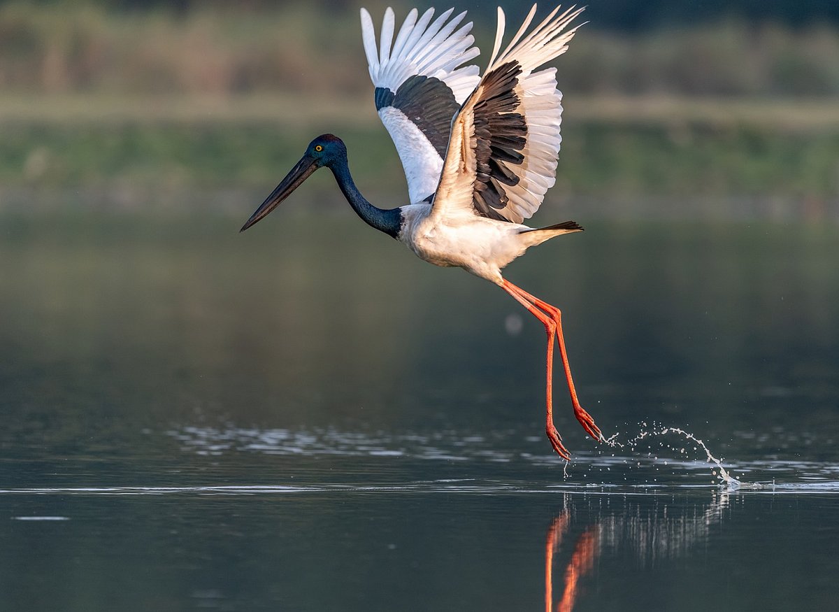 Kaziranga records 30 raptor, six stork species in biodiversity survey
