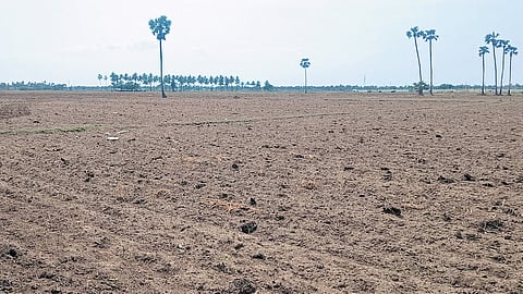 Paddy fields are being prepared for broadcasting cultivation in Krishna district. 