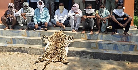 Forest officials said the accused would be interrogated about the source from which they obtained the leopard hide