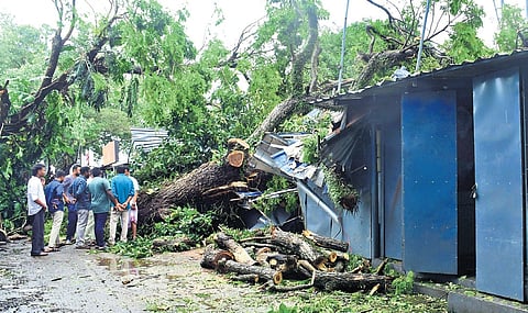 A 150-year-old rain tree near Fort Kochi Beach was uprooted by strong winds in the early hours of Monday